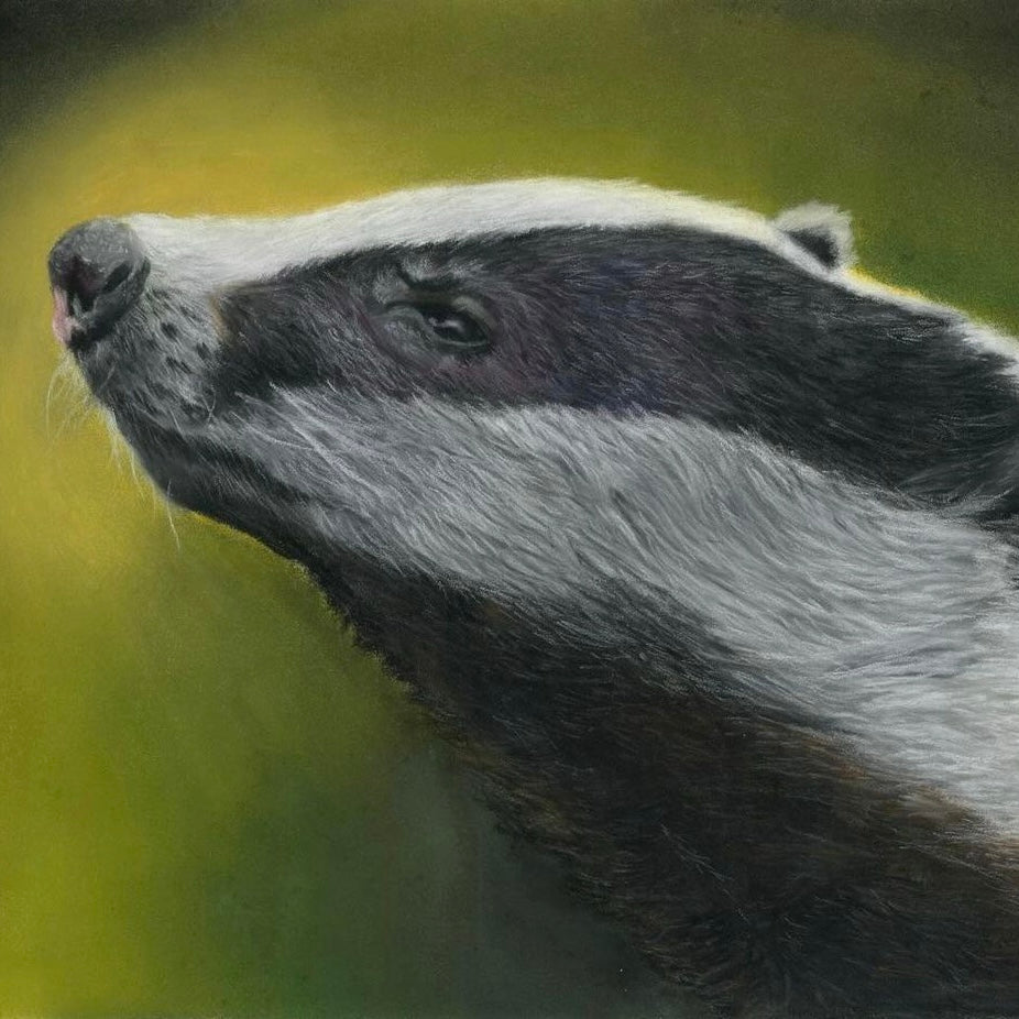 Badger - original portrait