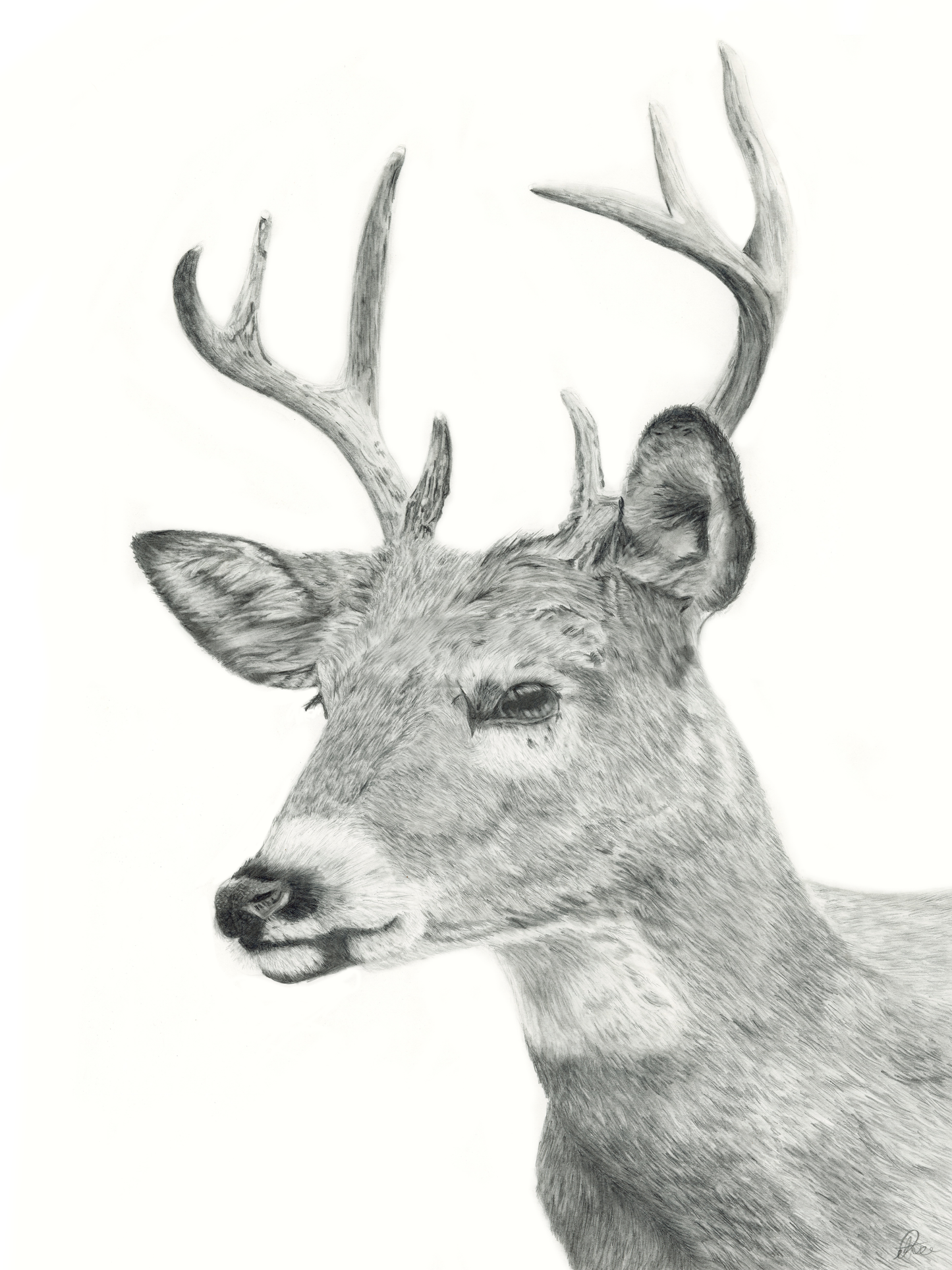 Deer pencil drawing original