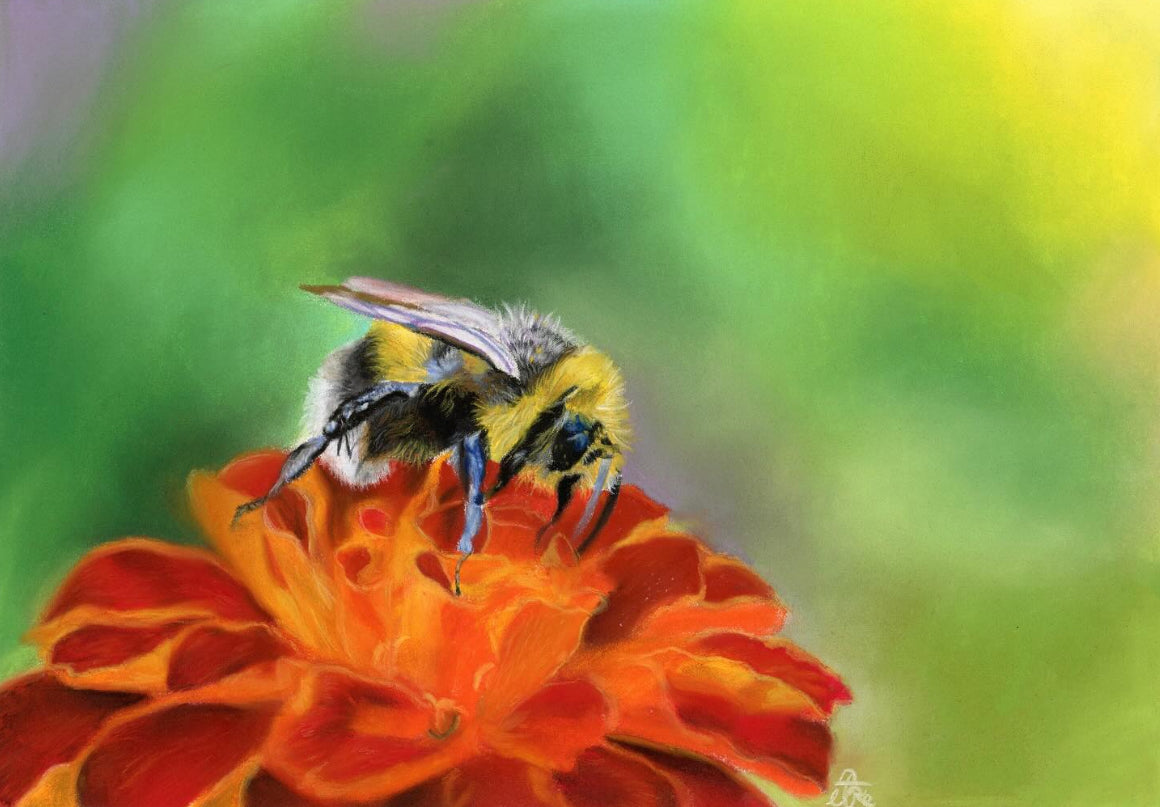 Bee on chrysanthemum