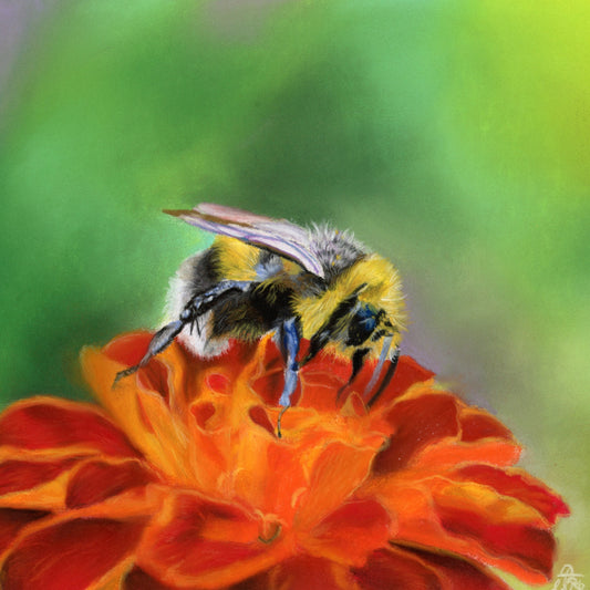 Bee on chrysanthemum