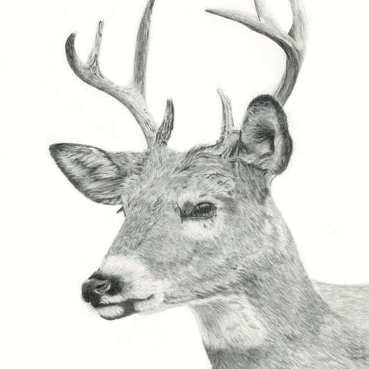 Deer pencil drawing original